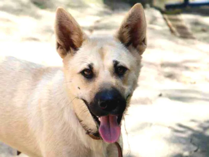 Cachorro raça Srd  idade 1 ano nome Lôba