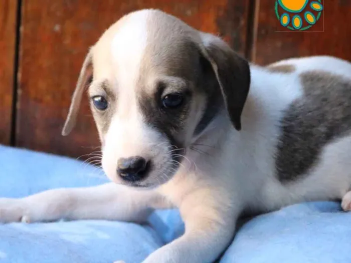 Cachorro raça Srd idade Abaixo de 2 meses nome Bonzo