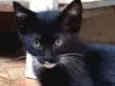 Tico
