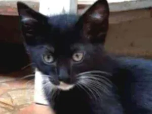Gato raça Srd idade 2 a 6 meses nome Tico