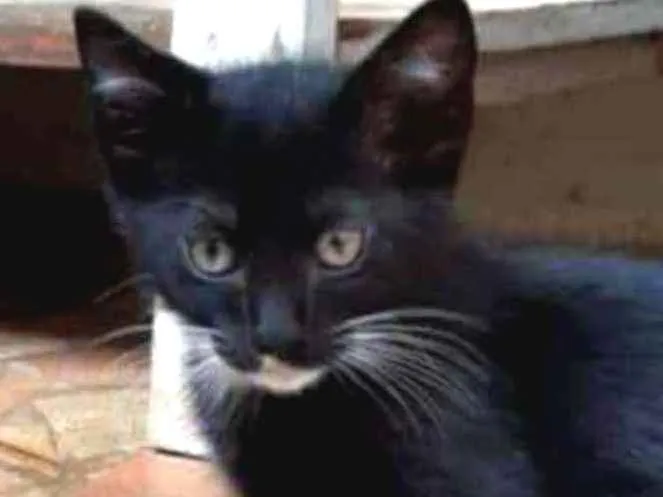 Gato ra a Srd idade 2 a 6 meses nome Tico