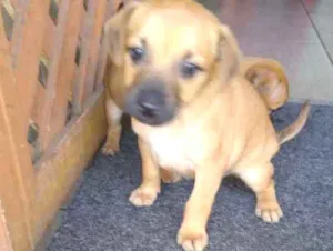 Cachorro raça Indefinida idade 2 a 6 meses nome Sem nome