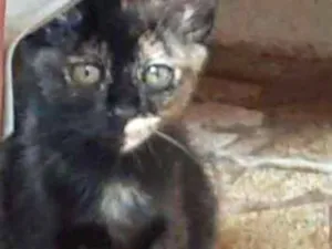 Gato raça Srd idade 2 a 6 meses nome Quika