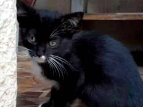 Gato ra a Srd idade 2 a 6 meses nome Chiquinha