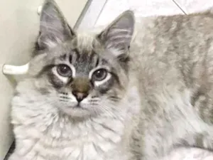 Gato raça SRD idade 2 a 6 meses nome Fofo
