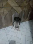 Pandora
