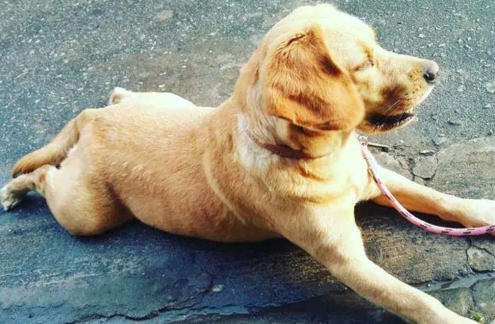 Cachorro ra a Golden com Labrador idade 2 anos nome Kiara