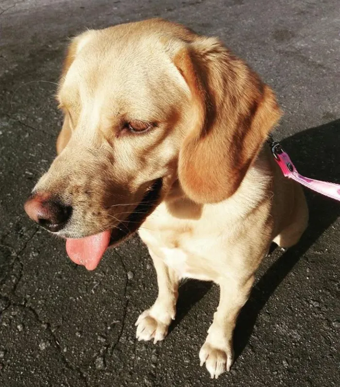 Cachorro ra a Golden com Labrador idade 2 anos nome Kiara