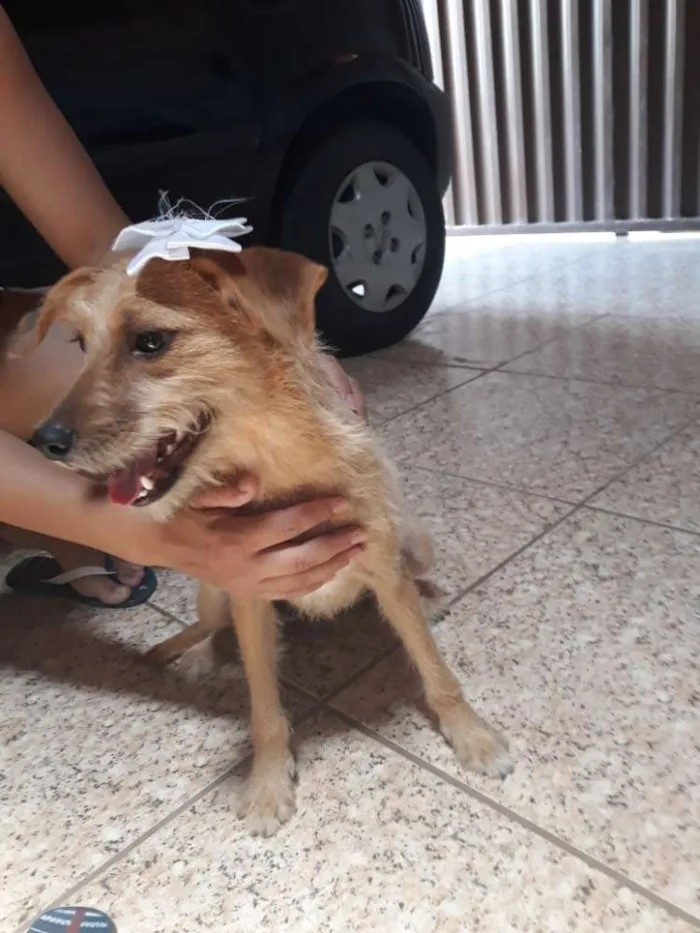 Cachorro raça SRD idade 7 a 11 meses nome Clarinha 