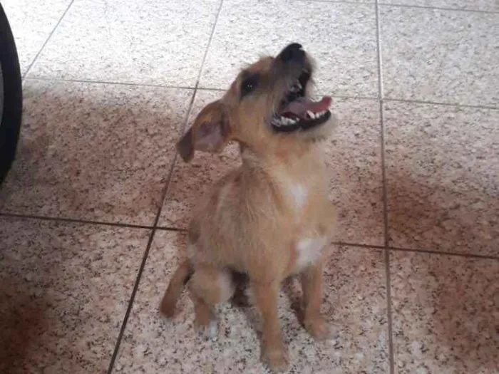 Cachorro raça SRD idade 7 a 11 meses nome Clarinha 