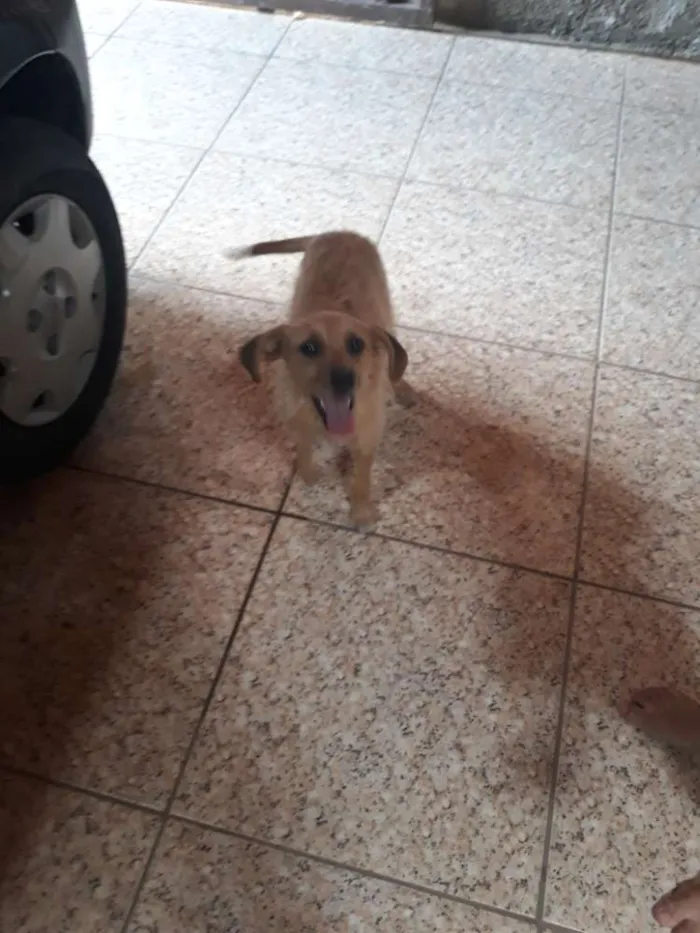 Cachorro raça SRD idade 7 a 11 meses nome Clarinha 