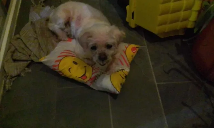 Cachorro ra a Lhasa Apso idade 6 ou mais anos nome Duque
