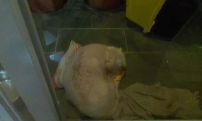 Cachorro ra a Lhasa Apso idade 6 ou mais anos nome Duque