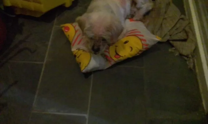 Cachorro ra a Lhasa Apso idade 6 ou mais anos nome Duque