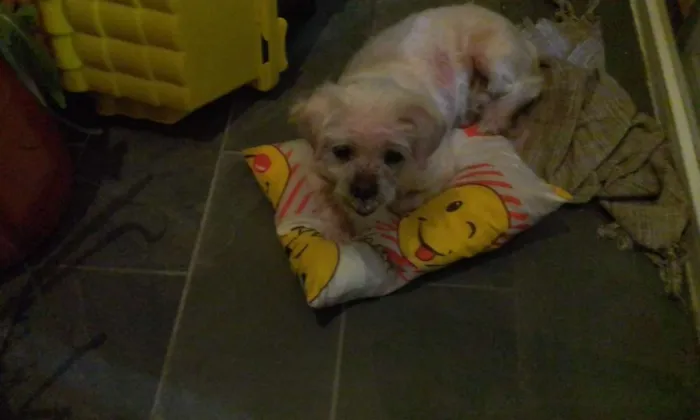 Cachorro ra a Lhasa Apso idade 6 ou mais anos nome Duque