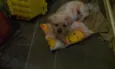 Duque