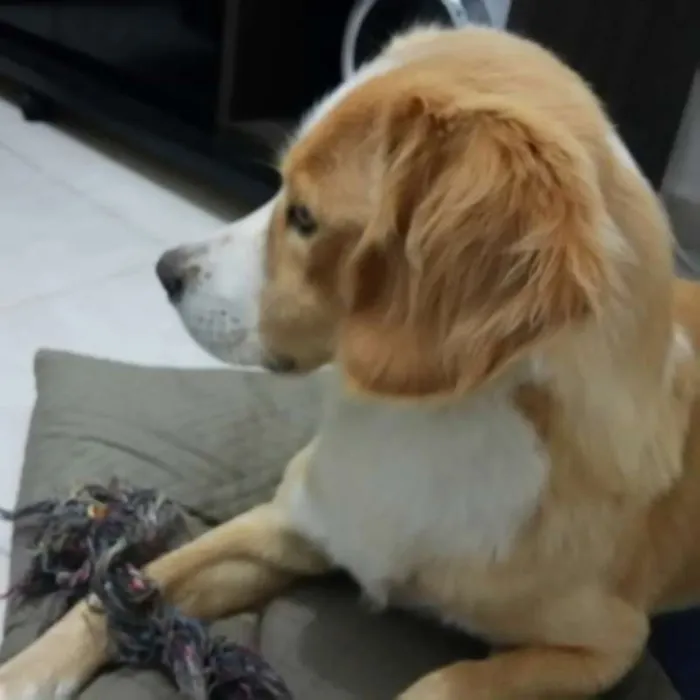 Cachorro ra a SRD idade 3 anos nome Luke