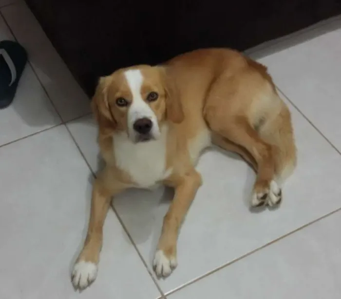 Cachorro ra a SRD idade 3 anos nome Luke