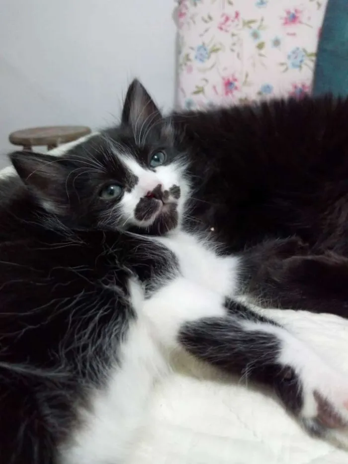 Gato ra a Viralata idade 2 a 6 meses nome Bigoda