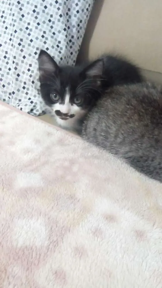 Gato ra a Viralata idade 2 a 6 meses nome Bigoda