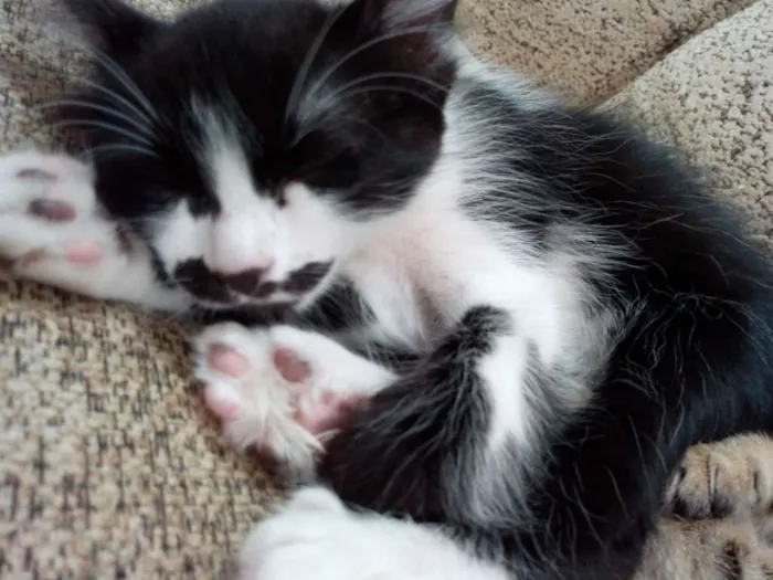 Gato ra a Viralata idade 2 a 6 meses nome Bigoda