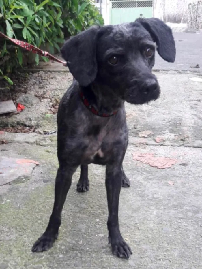 Cachorro ra a Srd idade 1 ano nome Dino