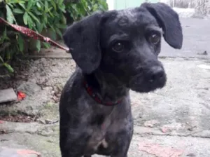 Cachorro raça Srd idade 1 ano nome Dino