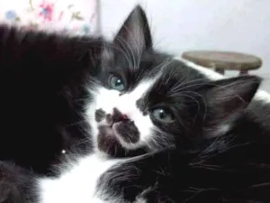 Gato raça Viralata idade 2 a 6 meses nome Bigoda