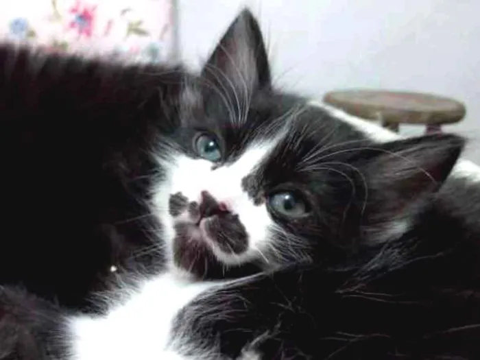 Gato ra a Viralata idade 2 a 6 meses nome Bigoda