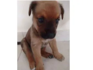 Cachorro raça American (mae) idade Abaixo de 2 meses nome Duque