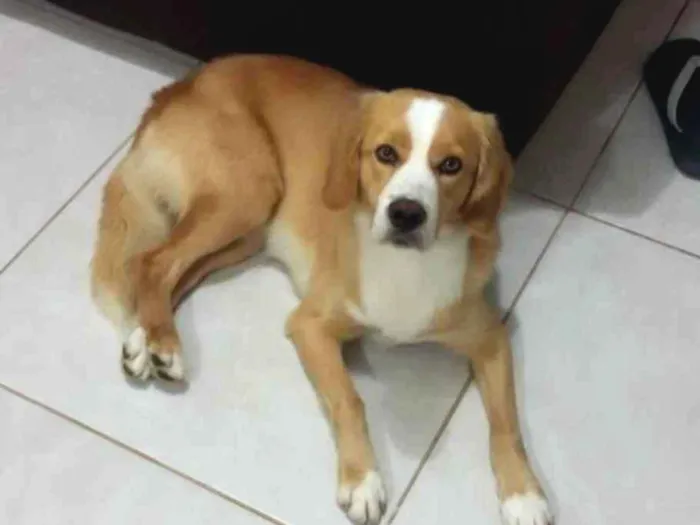 Cachorro ra a SRD idade 3 anos nome Luke