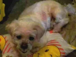 Cachorro raça Lhasa Apso idade 6 ou mais anos nome Duque