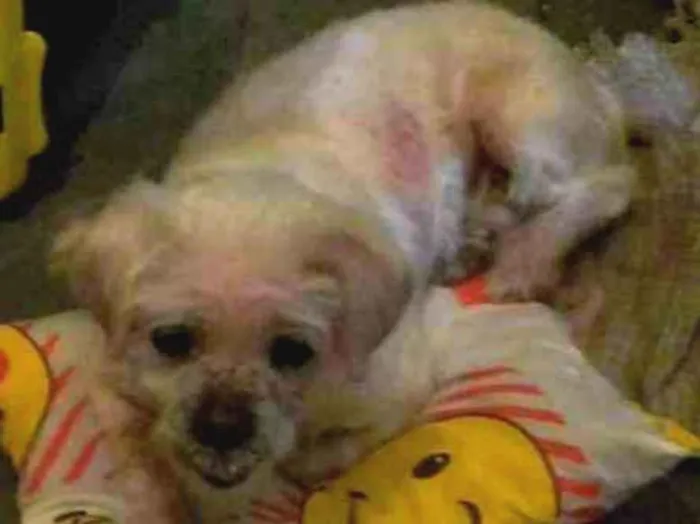 Cachorro ra a Lhasa Apso idade 6 ou mais anos nome Duque