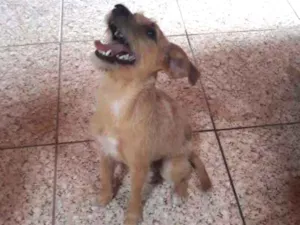 Cachorro raça SRD idade 7 a 11 meses nome Clarinha 