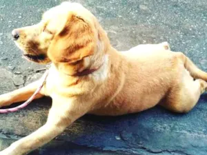 Cachorro raça Golden com Labrador idade 2 anos nome Kiara