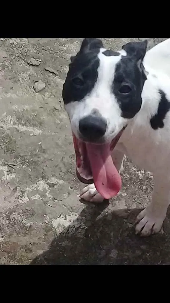 Cachorro raça Pitbull  idade 1 ano nome Pandora