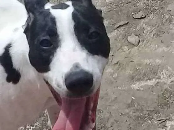 Cachorro raça Pitbull  idade 1 ano nome Pandora