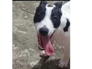 Cachorro raça Pitbull  idade 1 ano nome Pandora