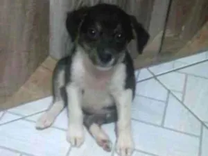 Cachorro raça Srd idade Abaixo de 2 meses nome Pandora