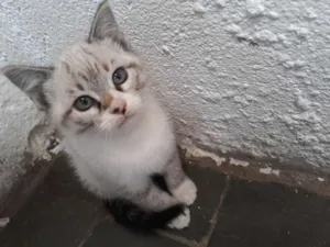 Gato raça Sem raça  idade Abaixo de 2 meses nome Gato