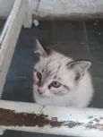 Gato