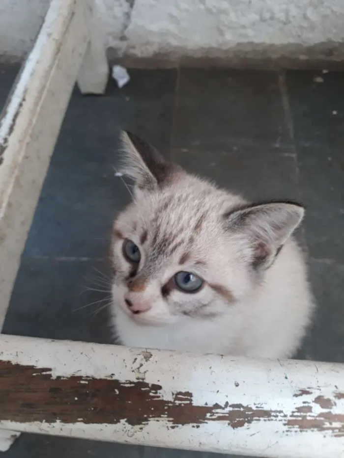 Gato ra a Sem raça  idade Abaixo de 2 meses nome Gato