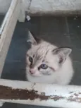 Gato