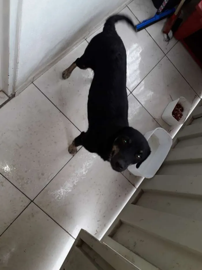 Cachorro ra a Vira lata idade 2 anos nome Lilika