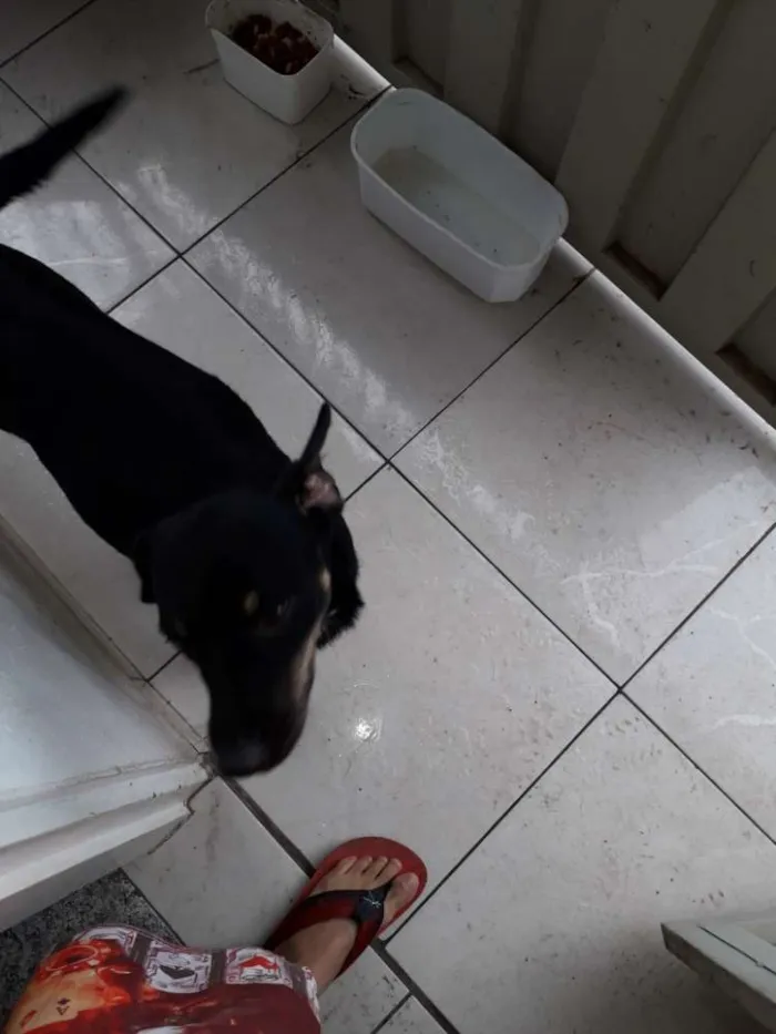 Cachorro ra a Vira lata idade 2 anos nome Lilika