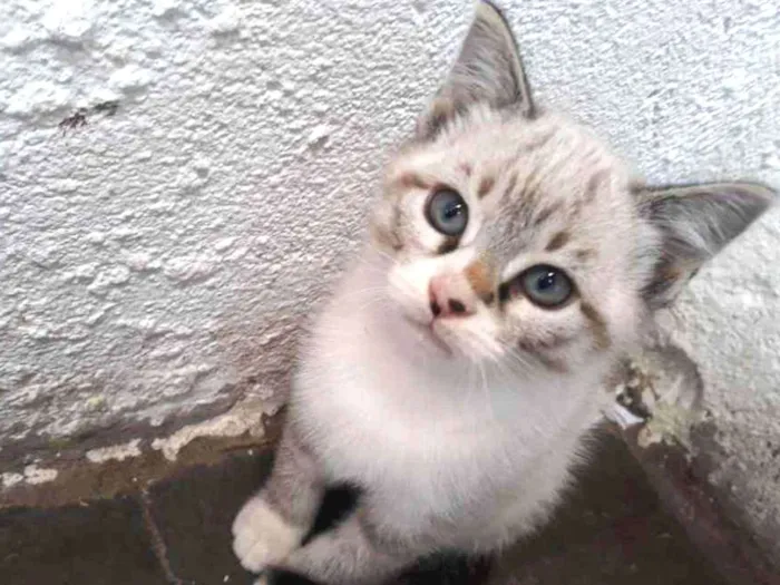 Gato ra a Sem raça  idade Abaixo de 2 meses nome Gato