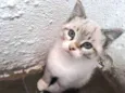 Gato