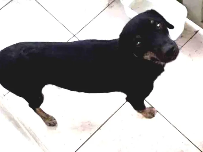 Cachorro ra a Vira lata idade 2 anos nome Lilika