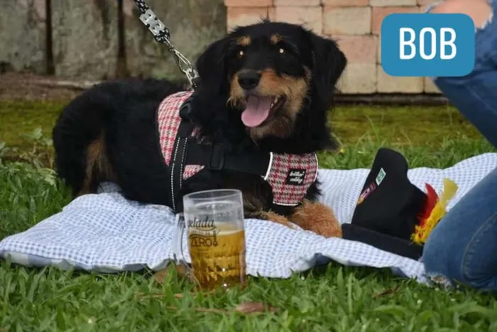 Cachorro ra a SRD idade 1 ano nome Stella
