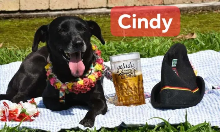 Cachorro ra a SRD idade 1 ano nome Stella